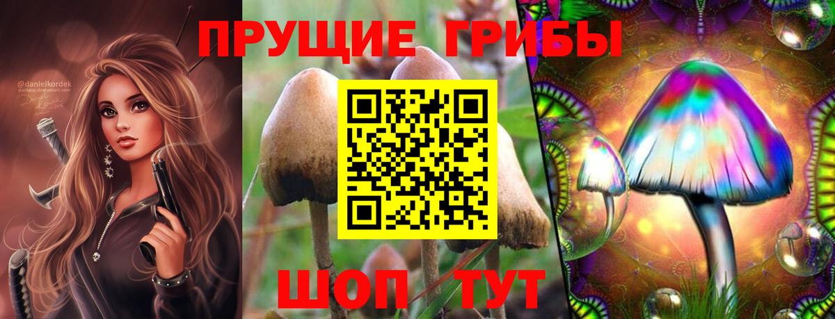 Псилоцибиновые грибы Cubensis Тара
